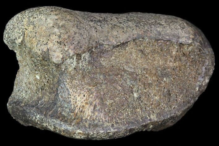 Hadrosaur Finger Bone - Alberta (Disposition #-) #71713